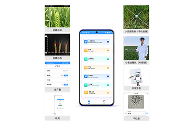 东莞市小麦表型测量仪IN-XM05